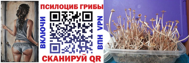 Галлюциногенные грибы Cubensis  Ермолино 